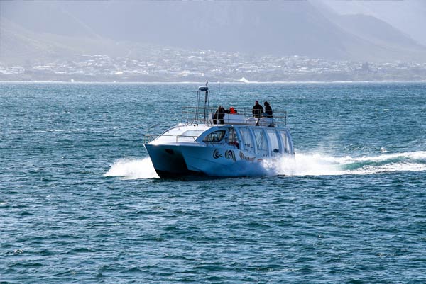 Whale Watching Trip 4 whale watching boot 4