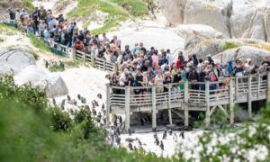 African Penguins are now officially “critically endangered” 5 Tourists at Boulders Beach Simonstown