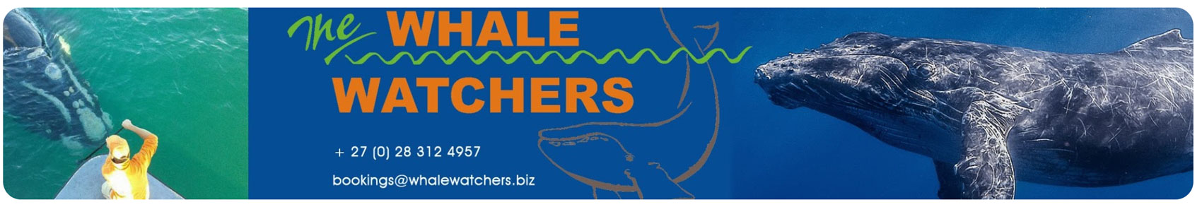 Video Gallery of Hermanus WHale Watchers