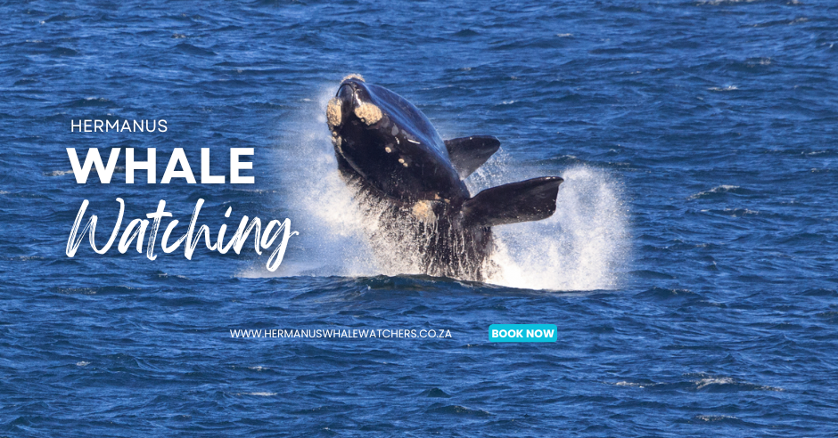 whale watching season